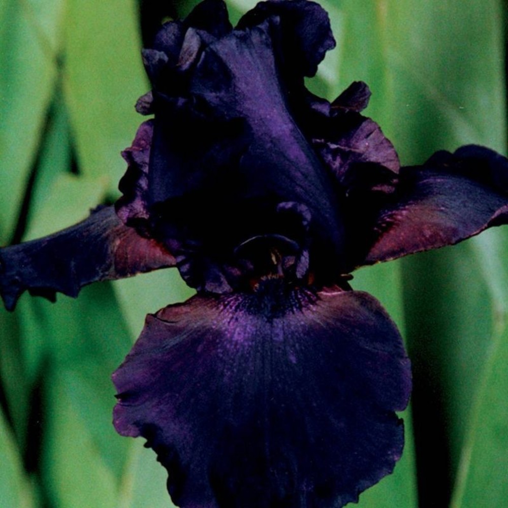 Meet your Posher, Iris